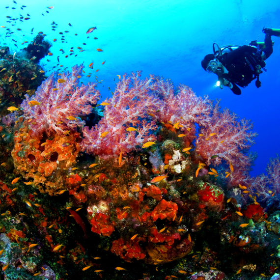 Night Dives - Belize Caye Caulker Diving